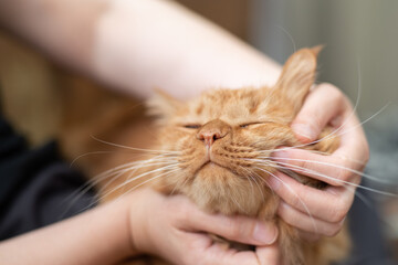 猫を撫でる　茶トラ猫