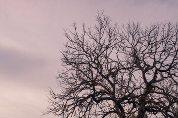 Naked oak tree against dusk sky. Tree silhouette. Copy space for text