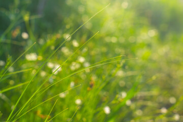Summer meadow with green grass and white flowers on a sunny evening with highlights and rays of the sun on the greenery