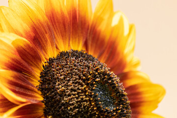 Fototapeta premium sunflower close