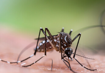 Aedes aegypti Mosquito. Close up a Mosquito sucking human blood,