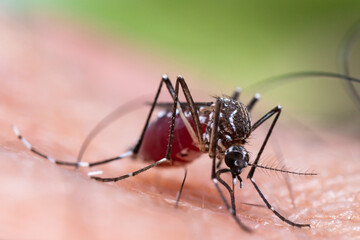 Aedes aegypti Mosquito. Close up a Mosquito sucking human blood,