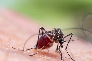 Aedes aegypti Mosquito. Close up a Mosquito sucking human blood,