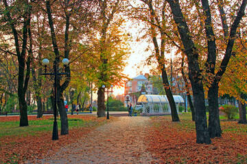 Autumn park with yellow trees. Seasonal specific