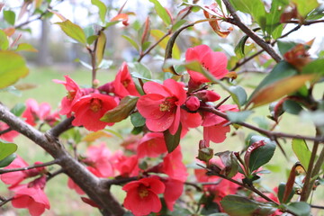 Flowers in the Garden