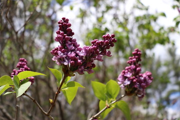 Lilacs 