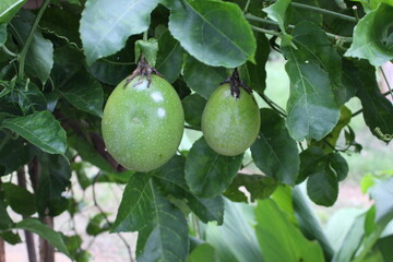 Passion fruit that has not yet been harvested will be green