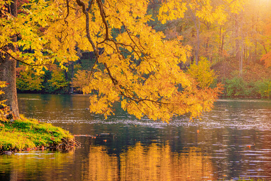 Autumn park landscape with a lake. Autumn. A new season. Beautiful landscape. Yellow trees. Photos for printed products . An article about autumn .