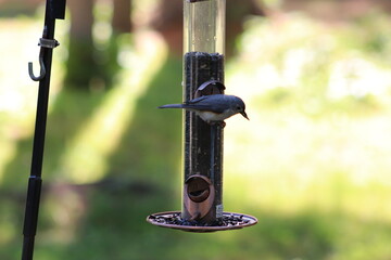Bird on feeder