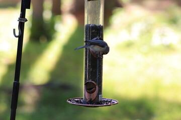 Bird on feeder