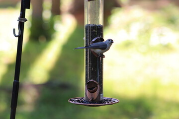 Bird on feeder