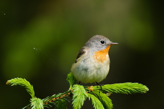 Close-up of an adult male Red-breasted flycatcher, Ficedula parva in an old-growth boreal forest in Estonia, Northern Europe. 