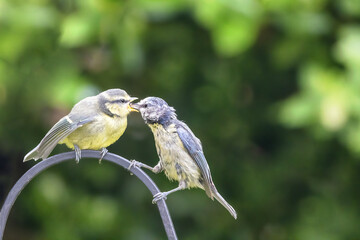 Mother blue tit, Cyanistes caeruleus, feeds fledgling. Green foliage background with space for text.