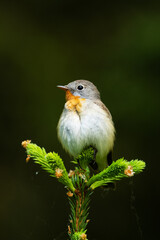 Close-up of an adult male Red-breasted flycatcher, Ficedula parva in an old-growth boreal forest in Estonia, Northern Europe. 