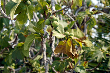 fig fruits on a tree