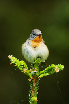 Close-up of an adult male Red-breasted flycatcher, Ficedula parva in an old-growth boreal forest in Estonia, Northern Europe. 