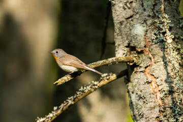 Red-breasted flycatcher, Ficedula parva perched in an old forest in Estonia, Northern Europe. 