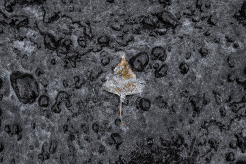 Yellow leaf under ice on slippery frozen earth. Winter black ground after freezing rain