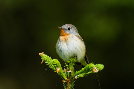 Close-up of an adult male Red-breasted flycatcher, Ficedula parva in an old-growth boreal forest in Estonia, Northern Europe. 