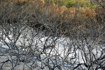 scorched landscape on rhodes island after forest fire