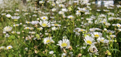 Wildflowers. Beautiful daisies in summer