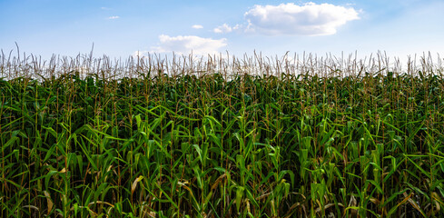Big corn field with green crops growing on rural farm