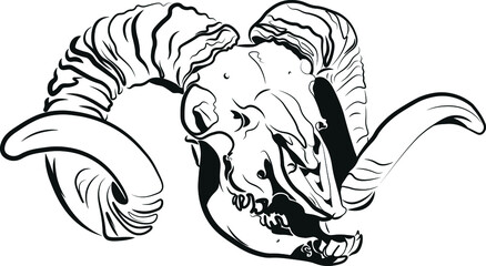 sheep skull sketch vector