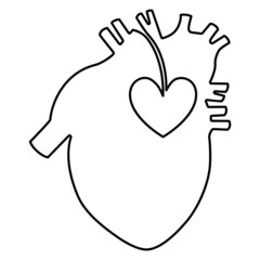 Anatomical lineart image of a human's heart. Сontinuous line drawing. Isolated on white background