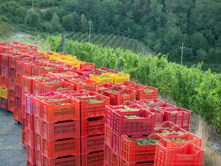 group of plastic boxes with the grapes after the harvest - 454891935