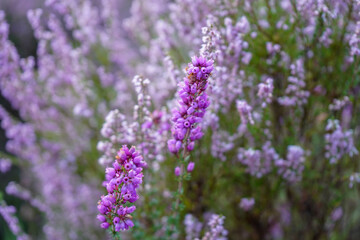Obraz premium Close up of purple pink heather flowers