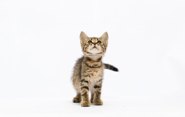 kitten looking up on a white background