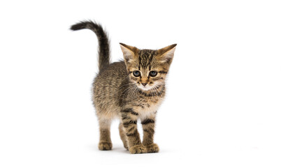 kitten stands on a white background