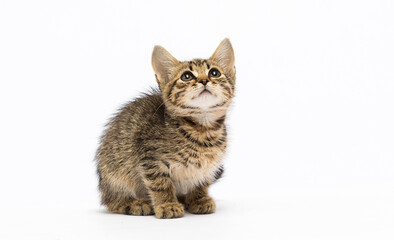 kitten looking up on a white background