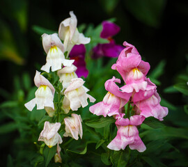 Snapdragon flowers in the summer garden.