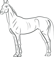 horse vector illustration black ink outline silhouette