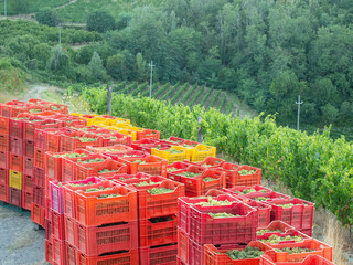 group of plastic boxes with the grapes after the harvest - 454893124