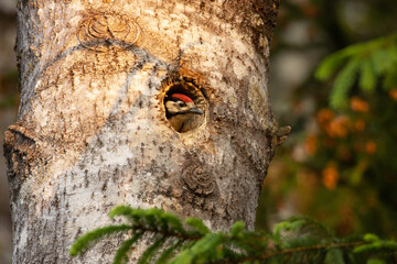 A hungry Great spotted woodpecker, Dendrocopos major chick waiting for parents to return during a sunset in a boreal forest. 