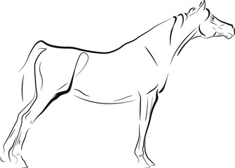 horse vector illustration black ink outline silhouette