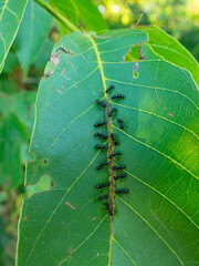 farmer ants breeds aphids on a leaf - 454893320