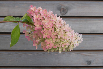 Fototapeta na wymiar white and pink hydrangea hortensia flower on slatted wooden background