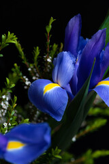 blue iris flower