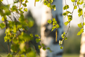 Fresh Silver birch, Betula pendula leaves and catkins during a stunning spring evening in Estonia, Northern Europe. 