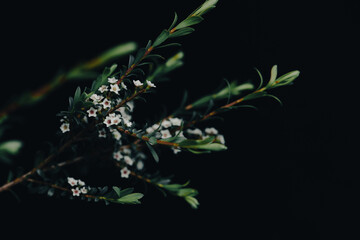 background with leaves and swirls