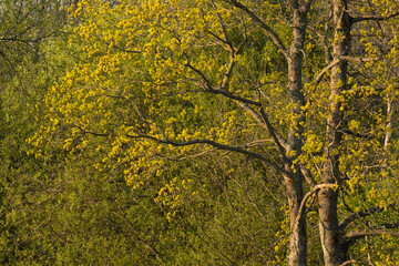 Norway maple, Acer platanoides tree blooming during springtime in Estonia, Northern Europe.