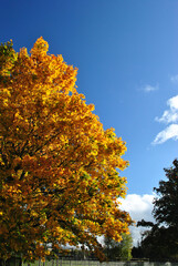 Fototapeta premium Isolated Tree with Autumn Golden Leaves against Blue Sky