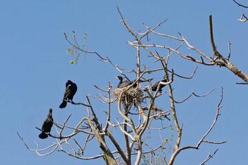cormorant family and nests in the bare branches of a dead tree on a clear blue sky - Phalacrocoracidae 