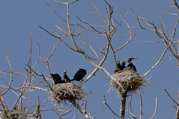 cormorant family and nests in the bare branches of a dead tree on a clear blue sky - Phalacrocoracidae 