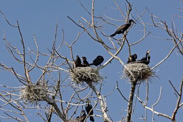 cormorant family and nests in the bare branches of a dead tree on a clear blue sky - Phalacrocoracidae 
