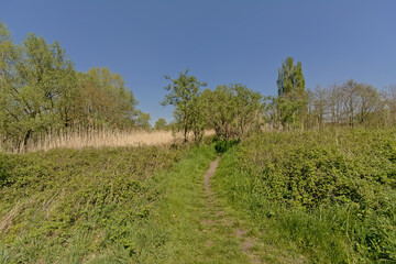 Hiking trail through the marsh of Bourgoyen nature reserve, Ghent, Belgium