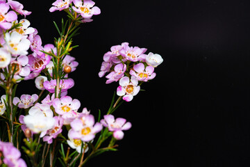 Geraldton Wax (Chamelaucium uncinatum) 